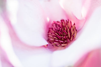 Close-up of pink rose flower