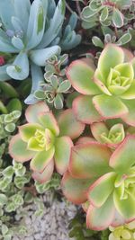 High angle view of succulent plant