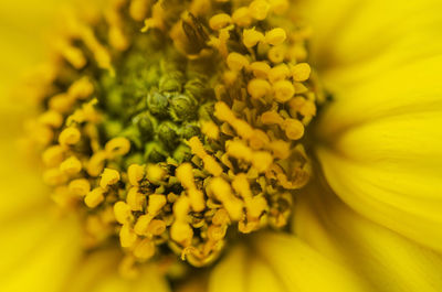 Close-up of yellow flowering plant