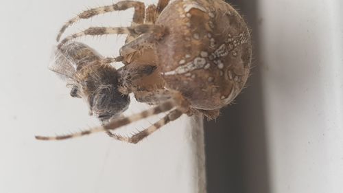 Close-up of spider