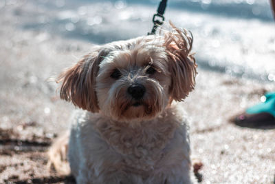 Portrait of dog on land