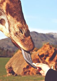 Close-up of hand holding lizard against mountain