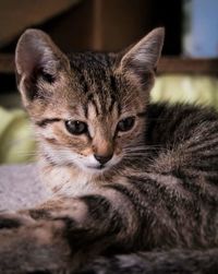 Close-up portrait of a cat