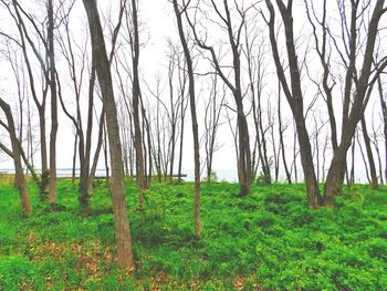 Trees growing in forest