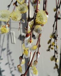 Close-up of branch hanging on tree