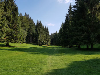 Trees on field against sky