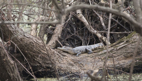 View of a sleeping tree