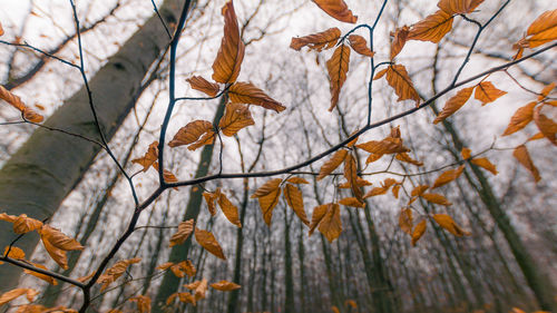 Close-up of autumnal leaves against tree