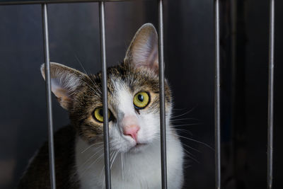 Close-up portrait of a cat