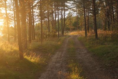 Footpath amidst trees in forest during autumn