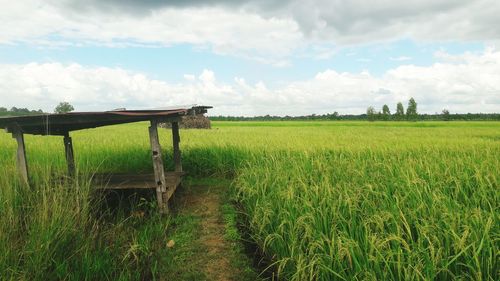 Scenic view of agricultural field against sky