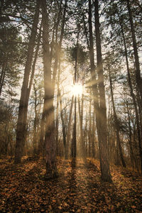 Trees in forest