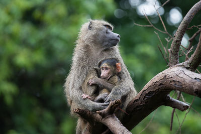 Close-up of monkey sitting on tree branch