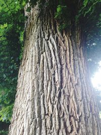 Low angle view of tree trunk in forest