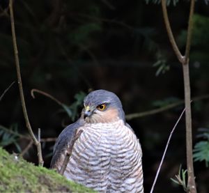 Close-up of eagle perching on branch