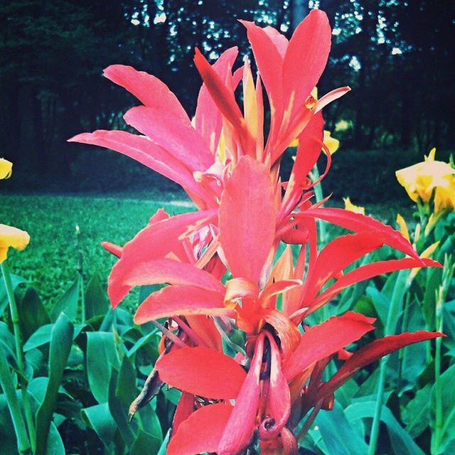 flower, petal, freshness, flower head, fragility, growth, beauty in nature, blooming, nature, plant, leaf, red, orange color, water, close-up, pond, in bloom, lily, park - man made space, pollen