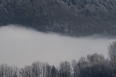 Trees in forest against sky during winter