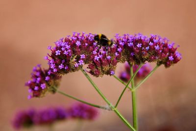 Close-up of bee pollinating on purple flower