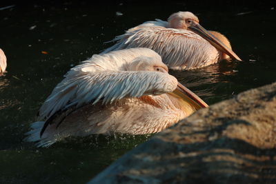 Ducks on rock in lake