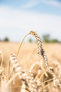 Close-up of stalks in wheat field