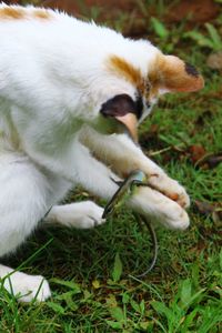 Close-up of puppy on grass