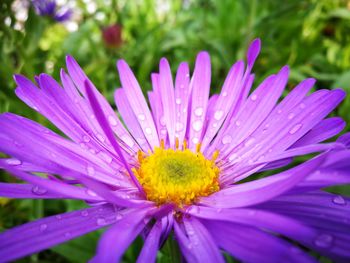 Close-up of flower blooming outdoors