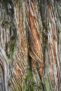 Full frame shot of tree trunk