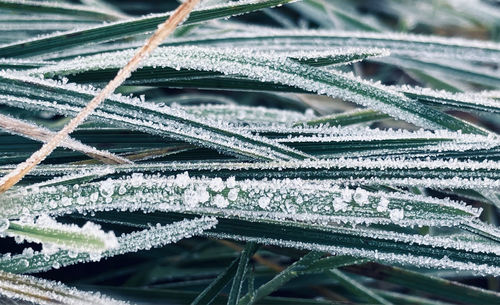 Full frame shot of frozen plants