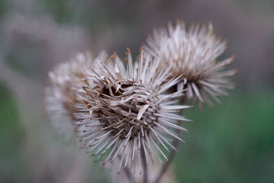 Close-up of wilted flower