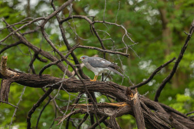 Low angle view of bird perching on branch
