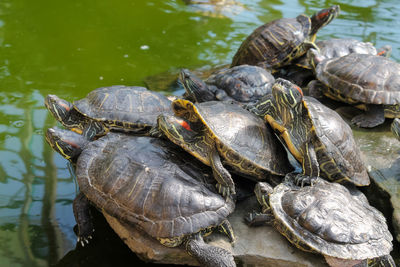 High angle view of turtle in water