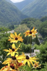 Close-up of yellow flowering plant