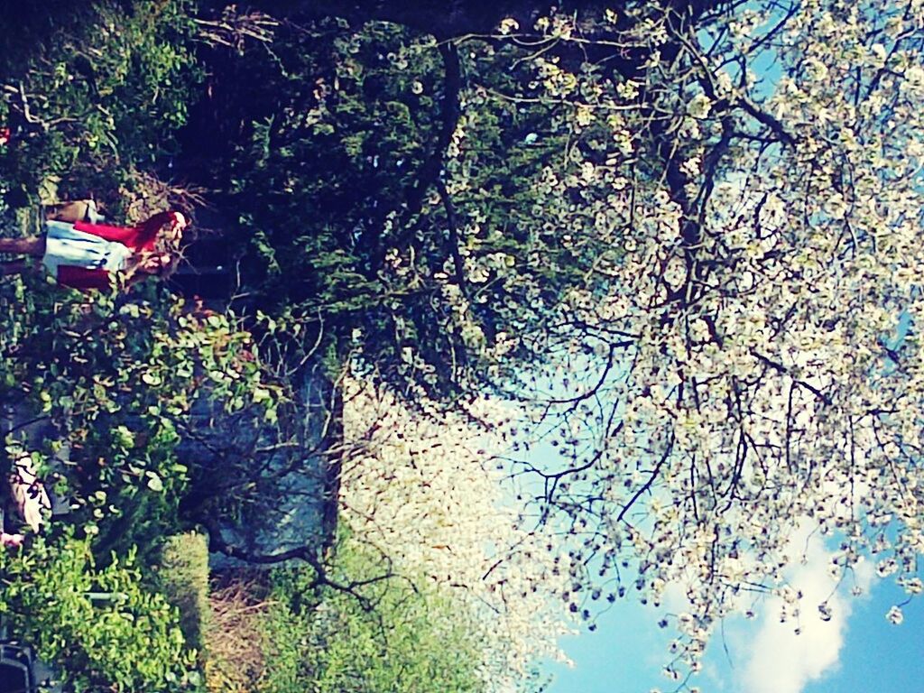 tree, growth, branch, plant, low angle view, nature, blue, tranquility, outdoors, day, reflection, green color, no people, sunlight, leaf, water, park - man made space, hanging, tree trunk, beauty in nature