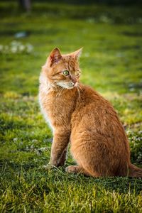 Cat sitting in a field