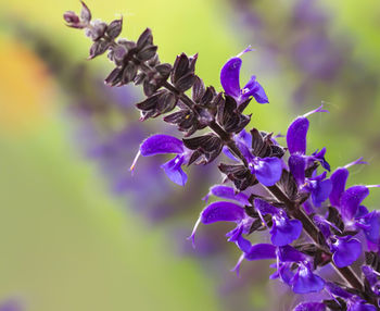 Close-up of purple flowers