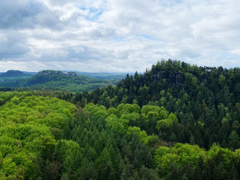 Scenic view of forest against sky