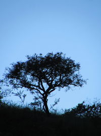 Low angle view of trees against clear blue sky