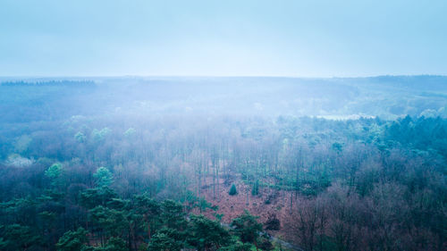 Scenic view of forest against sky