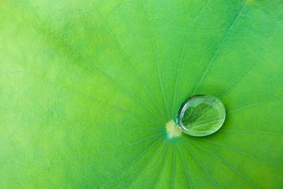 Macro shot of green leaf