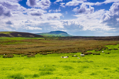 Scenic view of grassy field against cloudy sky