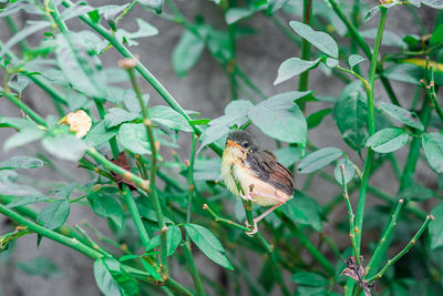 Butterfly perching on flower