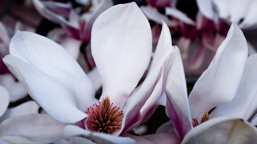 Close-up of fresh white flowers blooming outdoors