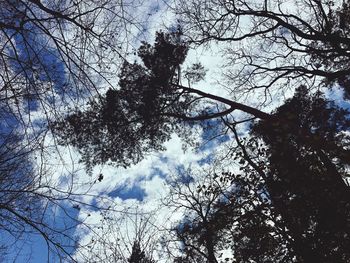 Low angle view of trees against sky