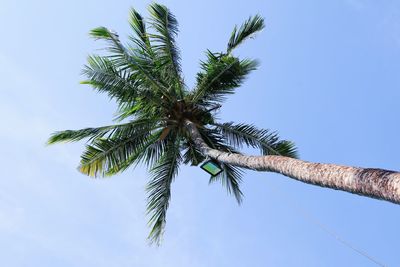 Low angle view of coconut palm tree against blue sky