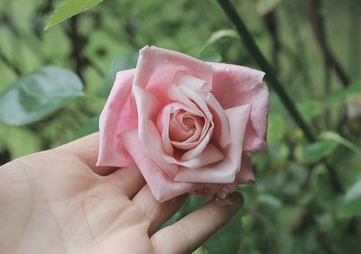 Close-up of hand holding rose