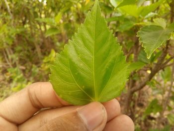 Woman hand holding leaf