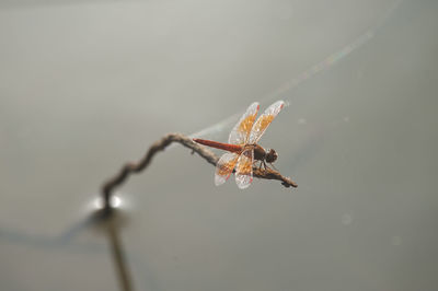 Close-up of insect on spider web