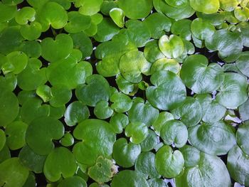 Full frame shot of plants