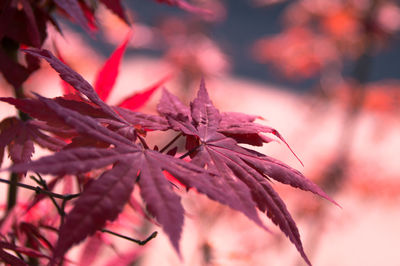 Close-up of autumn leaves