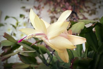 Close-up of flowers